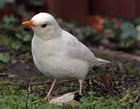 Mirlo común blanco,estándar   Pájaros Pololo   Pájaros Pololo