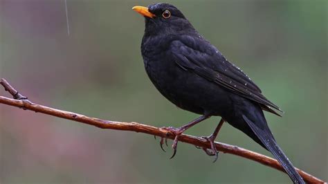 Mirlo común Sonido   Voz de pájaros naturales, sonido ...