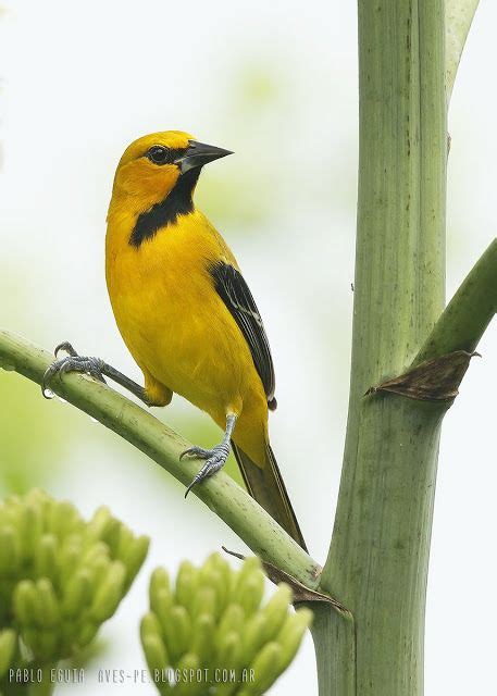mis fotos de aves: Icterus nigrogularis Turpial Amarillo Yellow Oriol ...