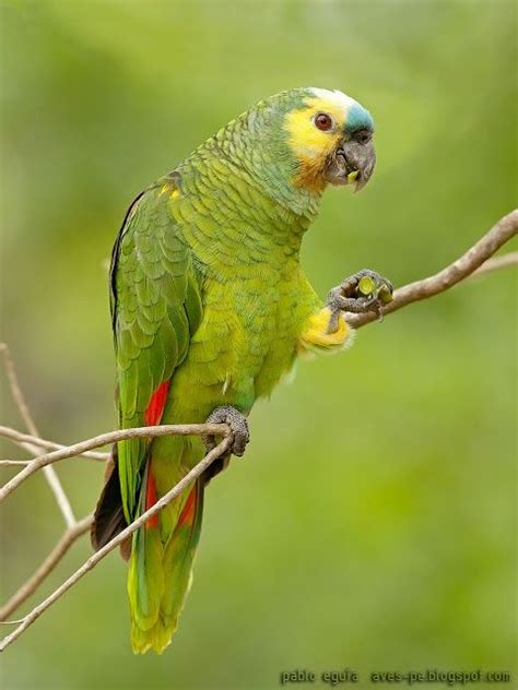 mis fotos de aves: Loro hablador [Amazona aestiva ...
