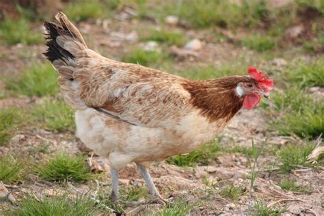 MIS GALLINITAS: FOTOS DE GALLINAS