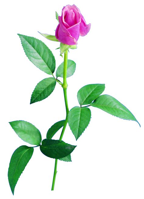 misc flower png