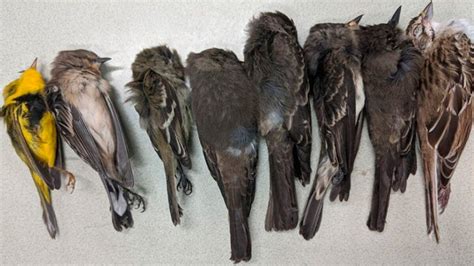 Misterio: cientos de miles de pájaros  caen muertos  en el suroeste de ...