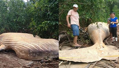 Misterio en el Amazonas: encuentran ballena en medio de la ...