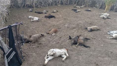 Misterio en Mendoza: aparecen animales muertos dentro de un corral ...