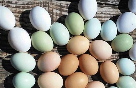 Misterio resuelto: descubrieron por qué los huevos tienen ...