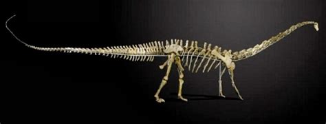 Misty the diplodocus skeleton to go on sale in Britain   The ...