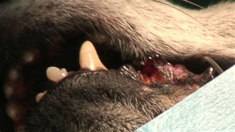 Misty visits La Cala Veterinary Surgery Removal of benign ...