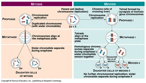 Mitosis and Meiosis | abc of biology