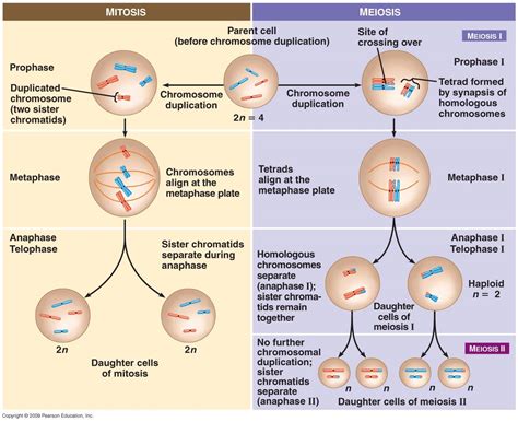 Mitosis and Meiosis – The Science Cave