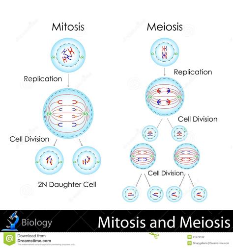Mitosis and Meiosis stock vector. Illustration of growth ...