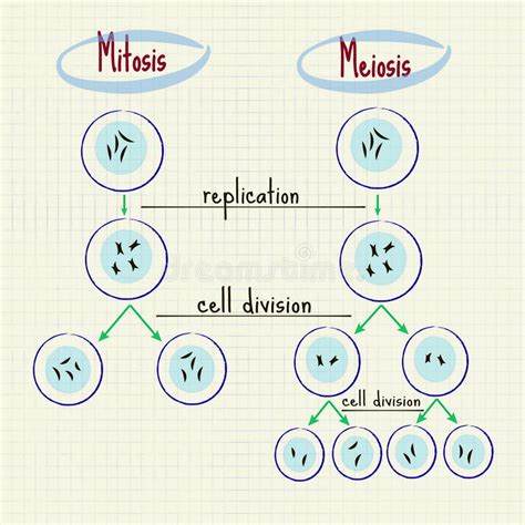 Mitosis and meiosis stock vector. Illustration of sign ...
