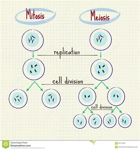 Mitosis and meiosis stock vector. Illustration of sign ...