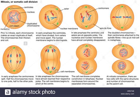 Mitosis Cell Division Stock Photos & Mitosis Cell Division ...