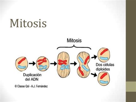 Mitosis compu