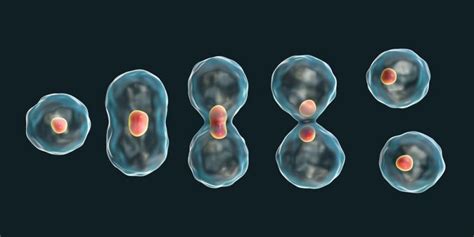 Mitosis   Concepto, fases y qué es la meiosis