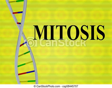 Mitosis   concepto genético. Ilustración 3d del guión de mitosis con ...