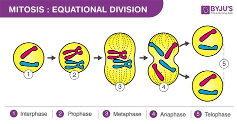 Mitosis Definition, Diagram & Stages Of Mitosis