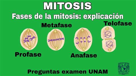 MITOSIS | Fases de la mitosis | Explicación completa división celular ...