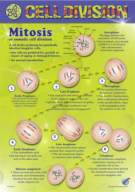 Mitosis   Graphic Education