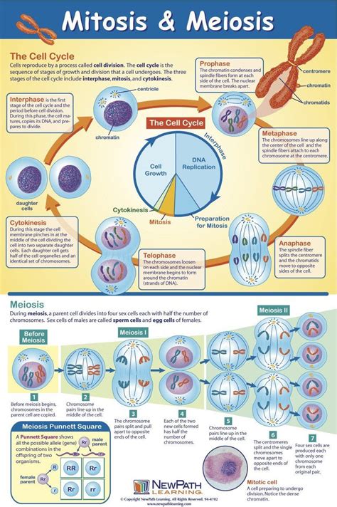 Mitosis Meiosis Comparison Worksheet Chart Meiosis Biological Science ...