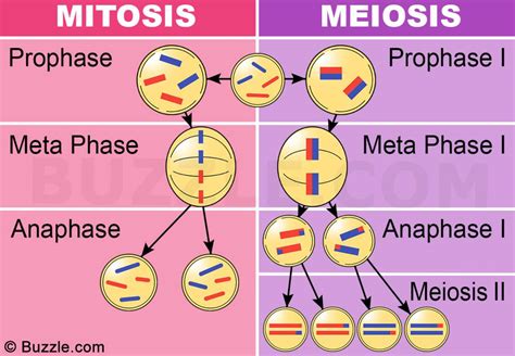 Mitosis, meiosis y reproducción   Biología