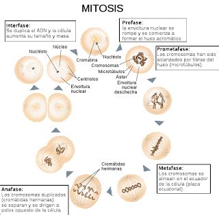 Mitosis: Mitosis