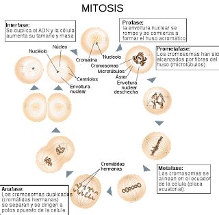 Mitosis: Mitosis y Meiosis