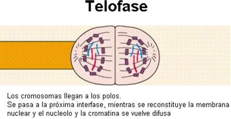 Mitosis