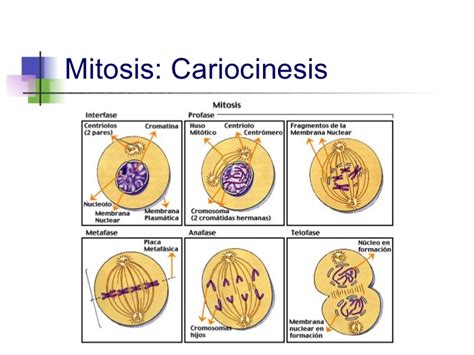 Mitosis o cariocinesis