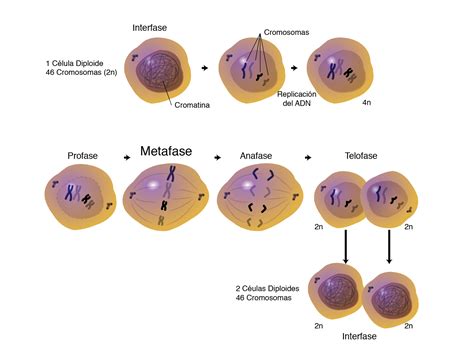 Mitosis O Division Celular   Dinami