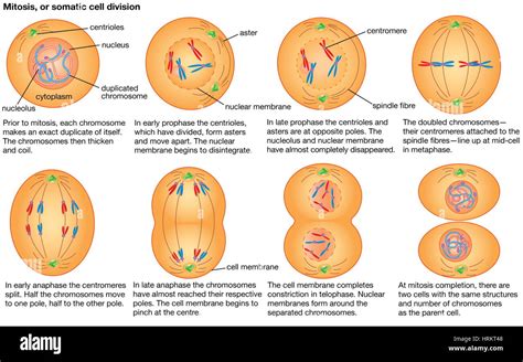 Mitosis o división de una célula somática Fotografía de stock   Alamy