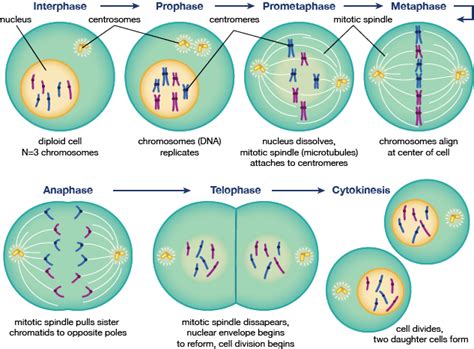 Mitosis. Proceso de reproducción de una célula… | by PAOLA MAZEDA MARIN ...