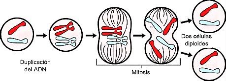 Mitosis | Qué es, características, función, fases, explicación del ...