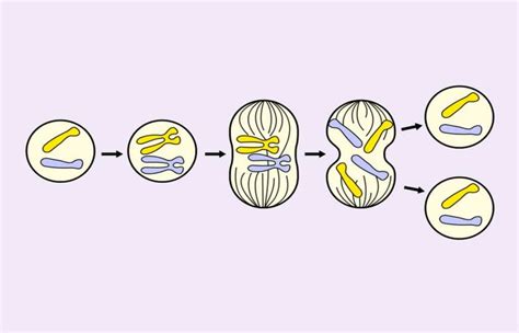 Mitosis: qué es, fases y división celular | Renovables Verdes