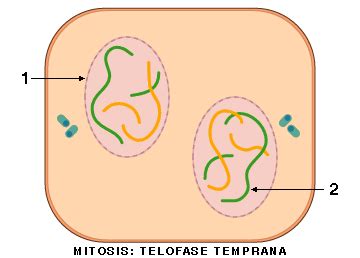 Mitosis, telofase temprana