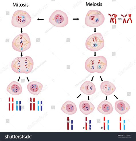Mitosis Vs Meiosis Stock Illustration 172528919   Shutterstock