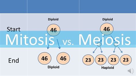 Mitosis vs Meiosis  updated    YouTube