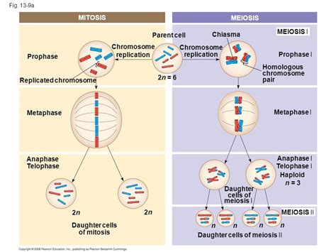 Mitosis y meiosis « BioGeoMa