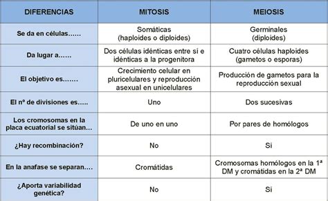 mitosis y meiosis cuadro comparativo, por favor   Brainly.lat