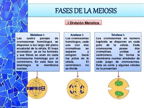 Mitosis y meiosis julio bravo