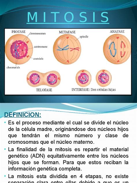 Mitosis y Meiosis | Mitosis | Mitosis