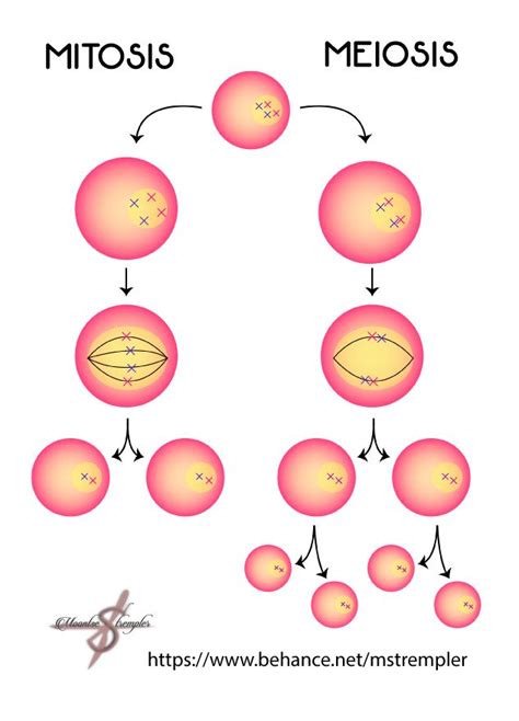 Mitosis Y Meiosis MStrempler | 7th Science | Biology ...