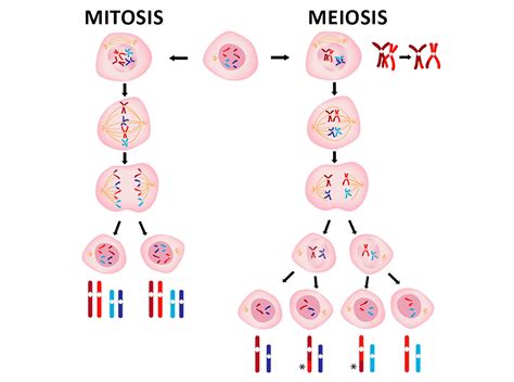 Mitosis Y Meiosis