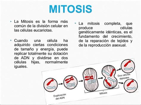 MITOSIS y MEIOSIS | Qué son, fases y diferencias entre cada una