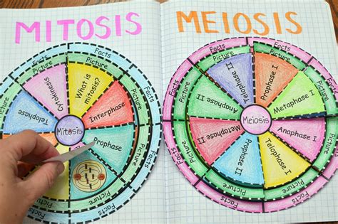 MITOSIS y MEIOSIS | Qué son, fases y diferencias entre ...