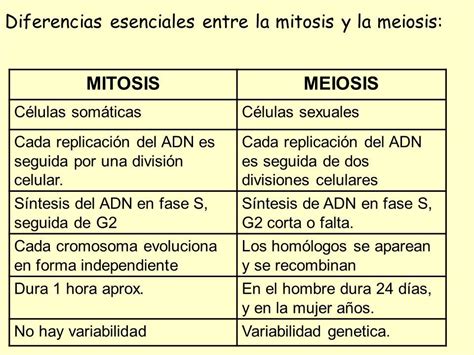 Mitosis y meiosis – BIOLOGÍA