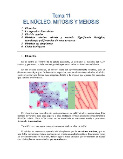 mitosis y meiosis. Significado biológico, s