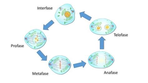 Mitosis y meiosis: todo lo que necesitas saber sobre la división celular