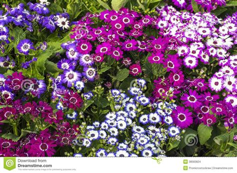 Mixed Gerbera Plants And Flowers Stock Photo   Image: 38583824